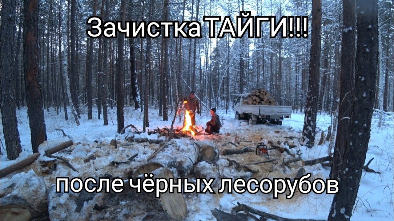 ЧИСТИМ ТАЙГУ ПОСЛЕ ЧЁРНЫХ ЛЕСОРУБОВ!!! ЗАГОТОВКА ДРОВ!!!