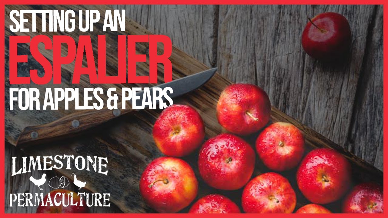 Setting up an Espalier for Apples & Pears