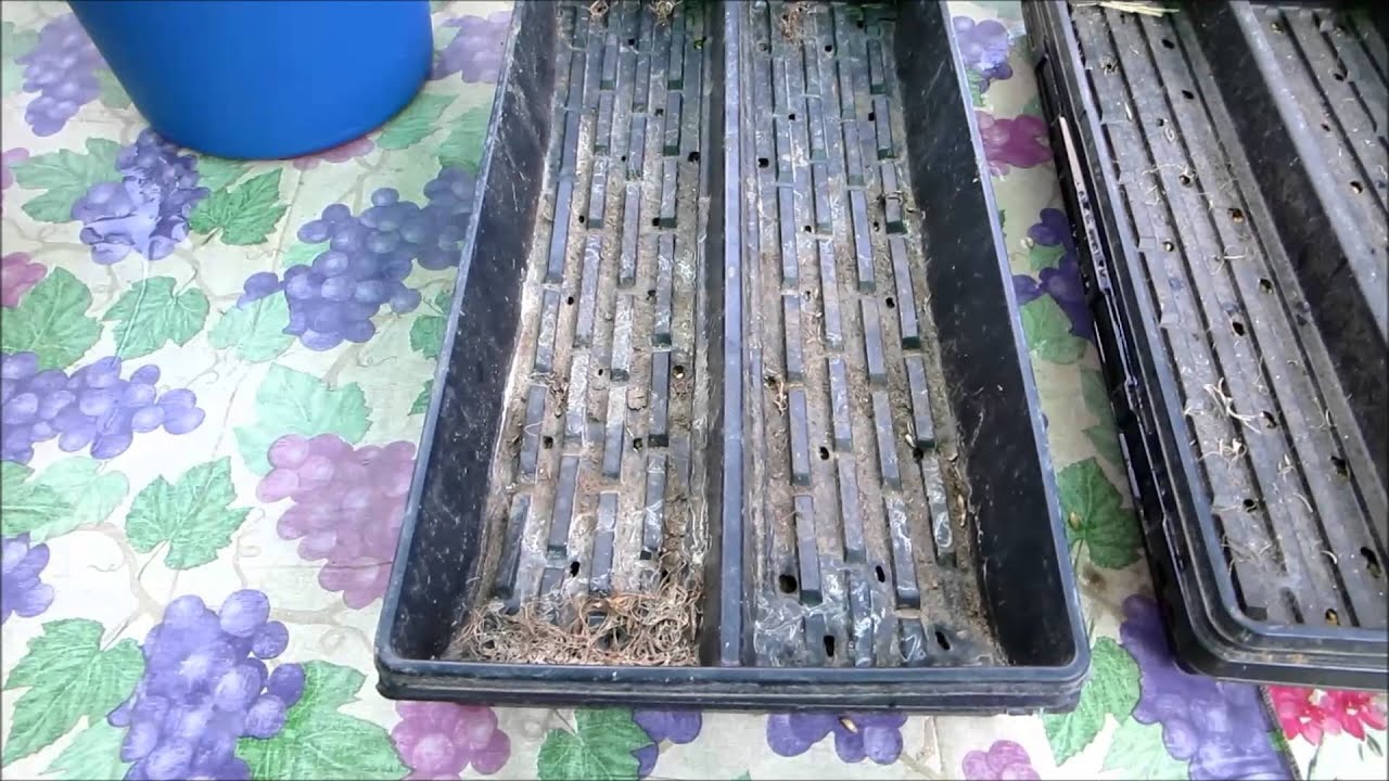 Growing Barley Fodder