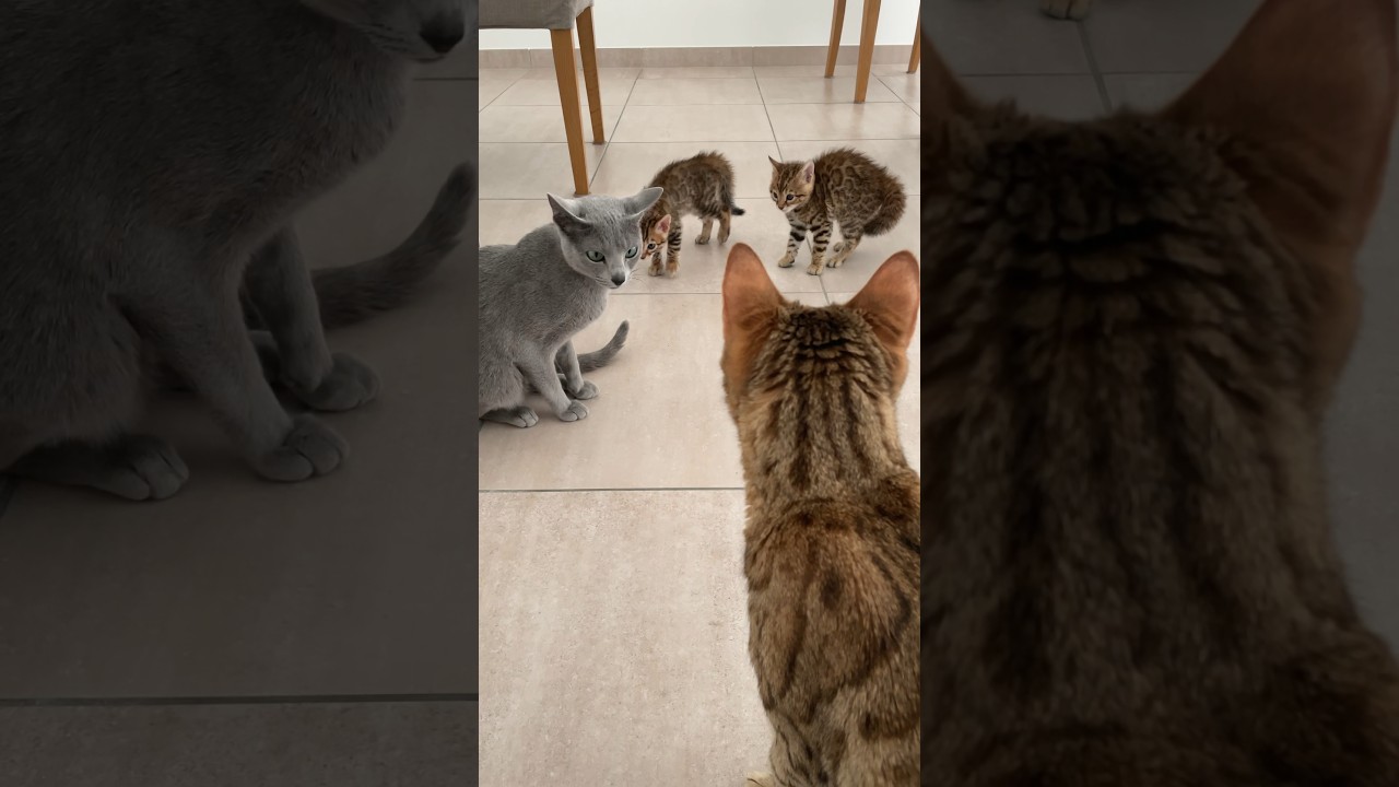 C&rsquo;&eacute;tait la meilleure d&eacute;cision #bengal #cat #chaton #russianblue #kitten