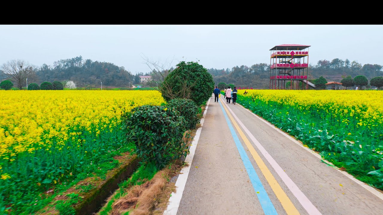 4K 中国五福村油菜花海原声行走 | 长沙江背金色花田春日慢行 Ambient Walk | Wufu Village Rapeseed Flowers Hunan 4K No Commentary