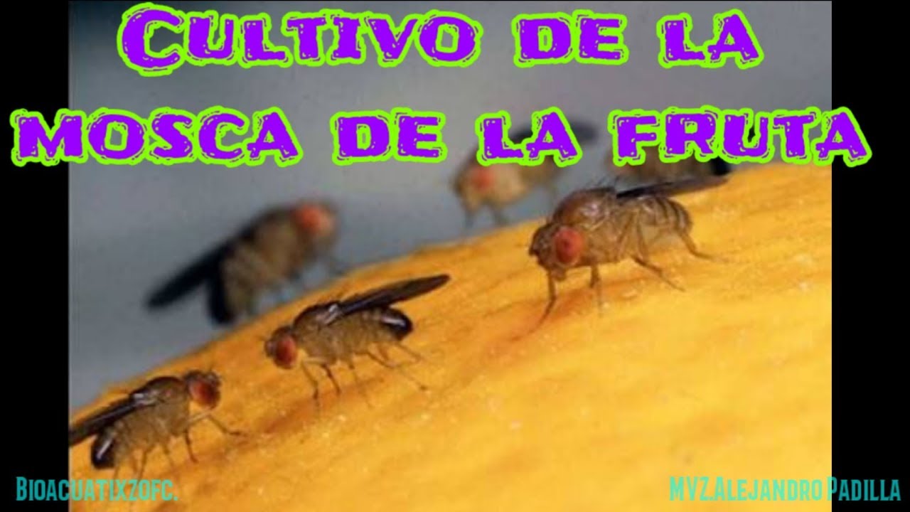 Cultivo de mosca de la fruta, alimento para tus peces parte 1