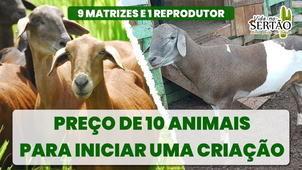 QUANTO CUSTA UMA PEQUENA CRIAÇÃO DE OVELHAS????