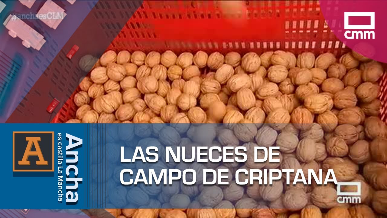 Recogiendo nueces en Campo de Criptana | Ancha es Castilla-La Mancha