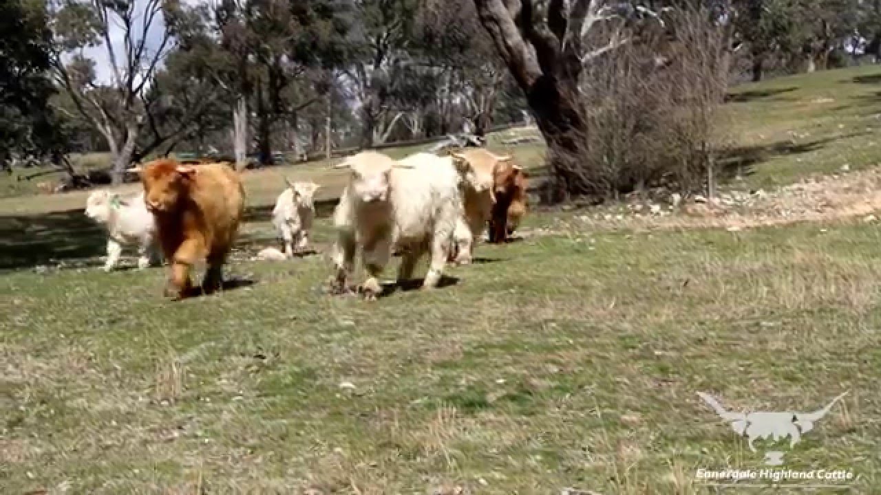 The Scottish Highland Cattle Channel