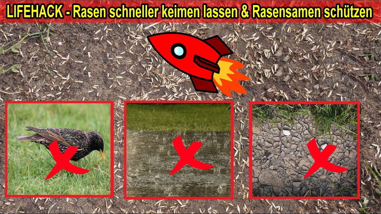 LIFEHACK Rasensaat sch&uuml;tzen vor V&ouml;gel, Regen, Frost, Wind, Sonne Rasensamen schneller keimen lassen
