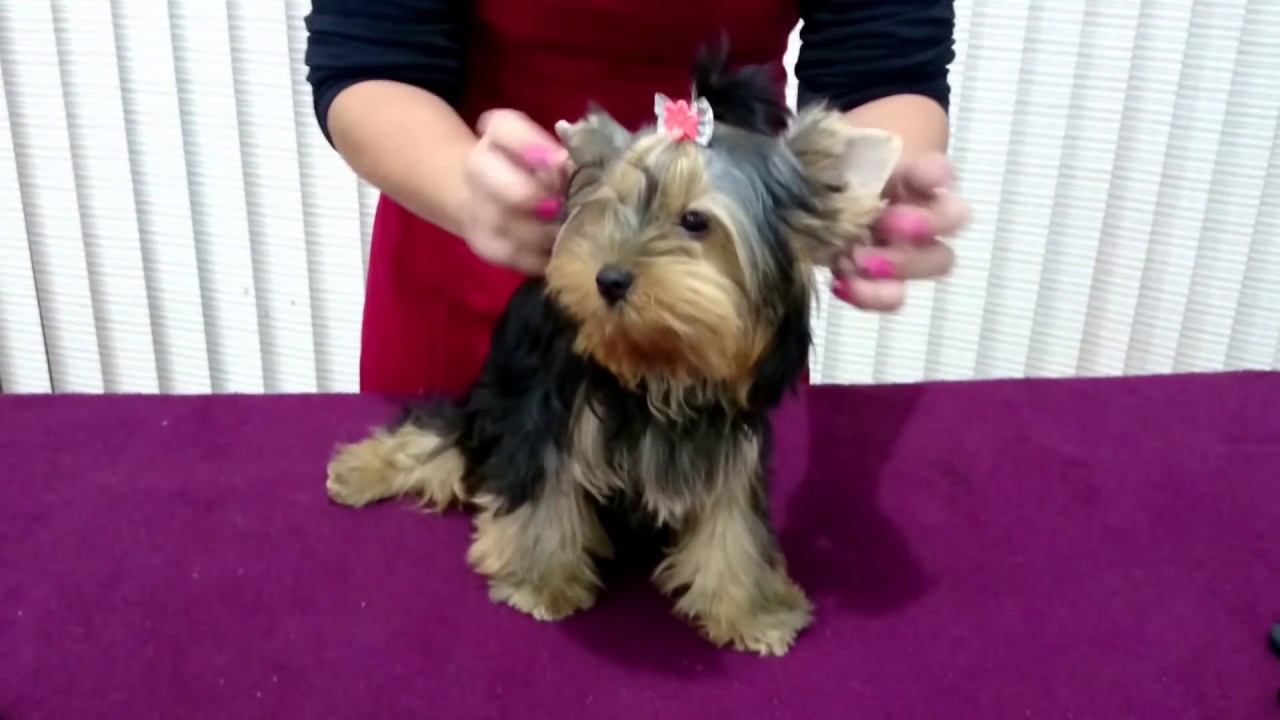 TALINHA NA ORELHA EM YORKSHIRE PASSO A PASSO(maneira correta)