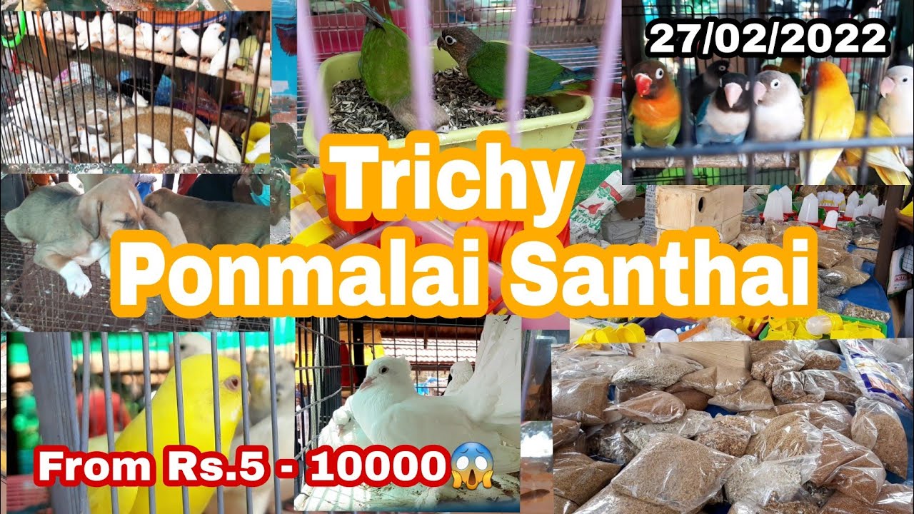 Trichy ponmalai santhai vlog | Birds market | Fish market