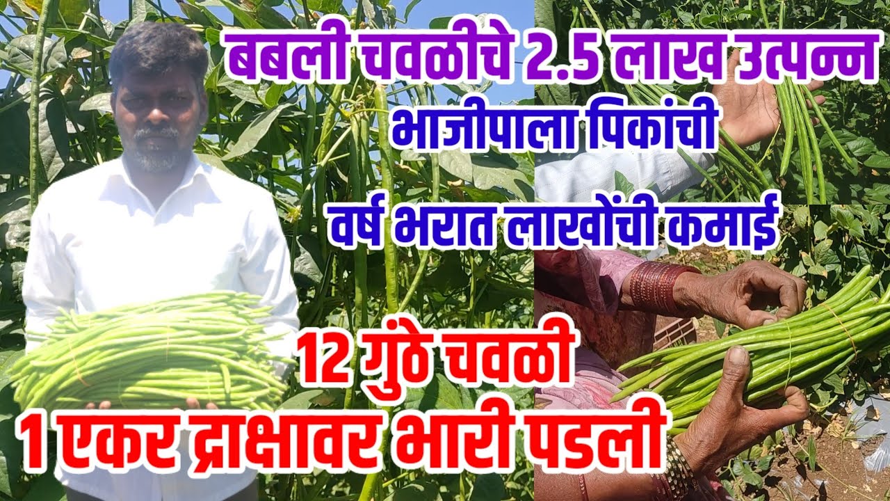 1 एकर द्राक्षावर भारी पडली 12गुंठे चवळी,अवघ्या काही महिन्यात 2.5लाख उत्पन्न,cowpea_sheti,visionvarta