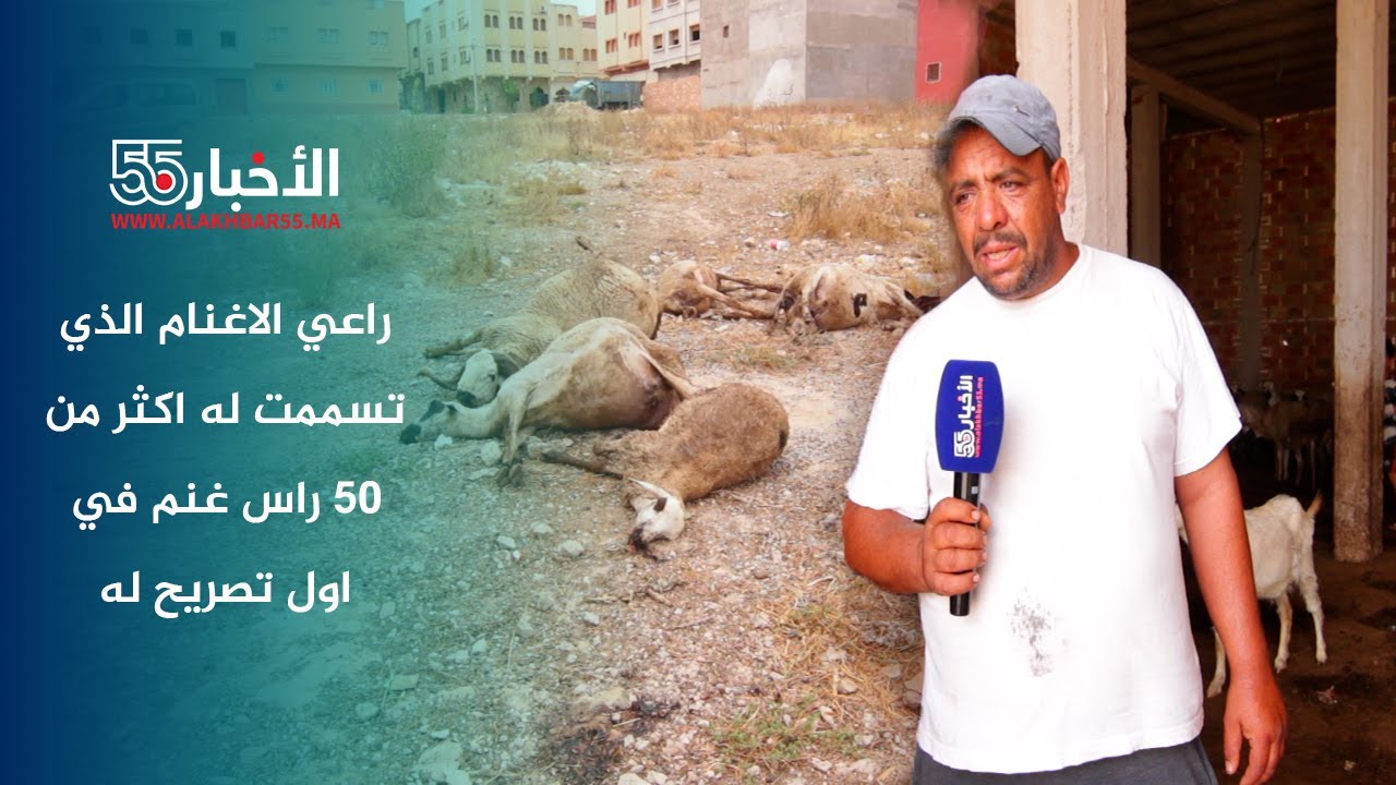 راعي الاغنام الذي تسممت له اكثر من 50 راس غنم بالعروي في اول تصريح له