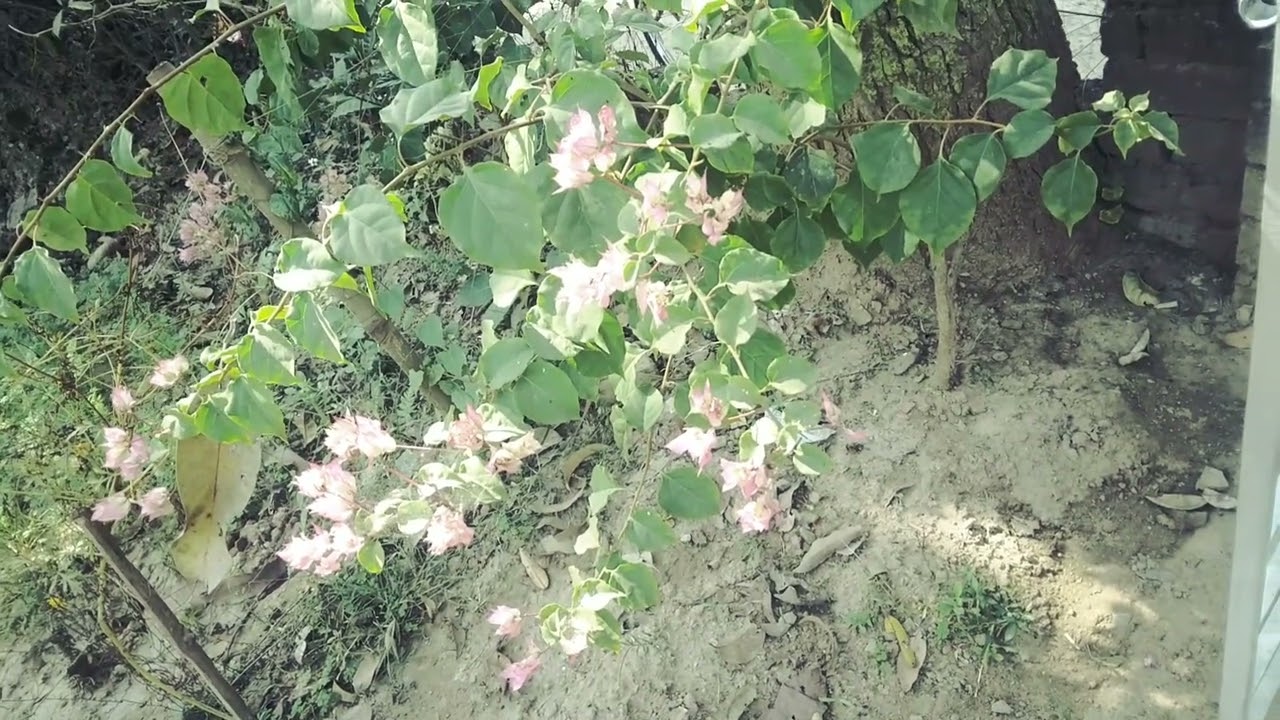 এটা আমাদের বাগানে ফুল 