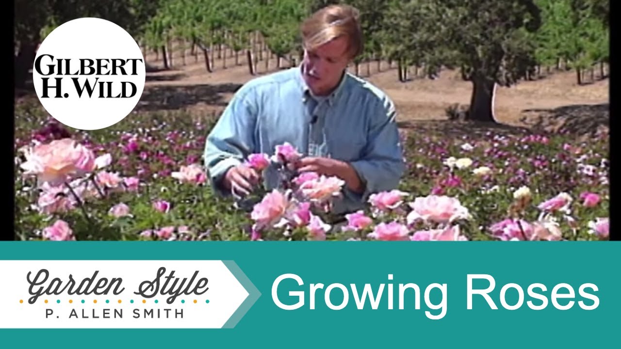 Successfully Growing Modern Hybrid Roses | Garden Style (110)