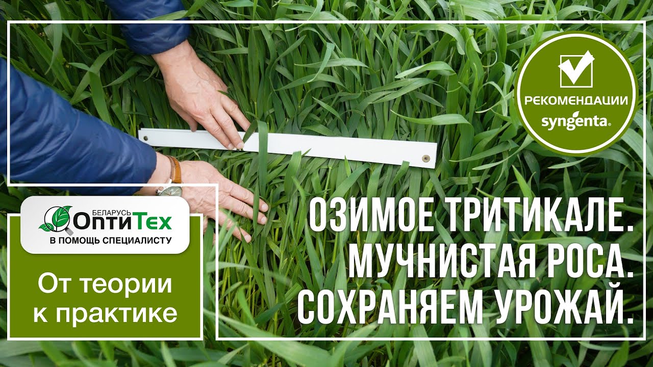 Озимое тритикале. Мучнистая роса. Сохраняем урожай.