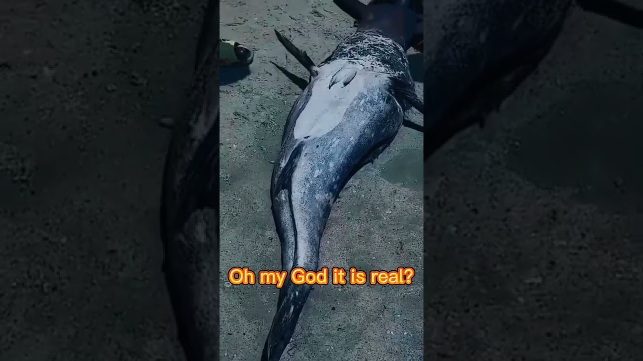 #shortvideo+Real life mermaid caught in south African