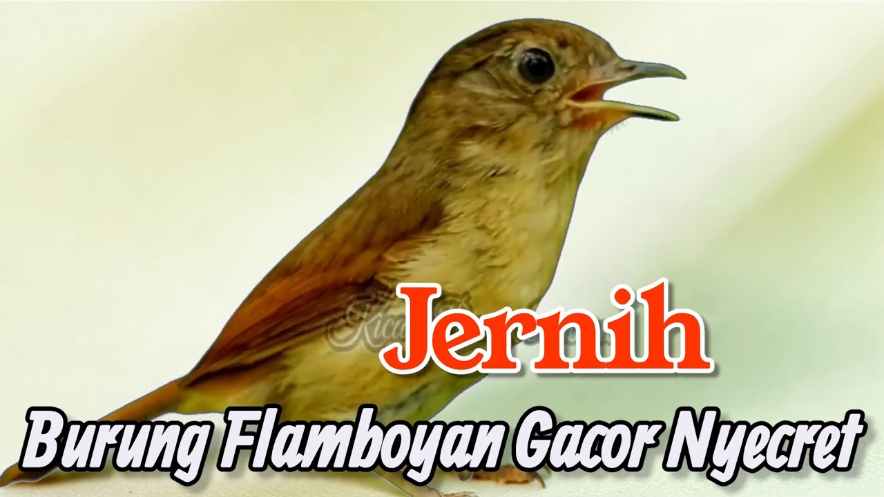BURUNG FLAMBOYAN GACOR NYECRET ampuh untuk pancingan