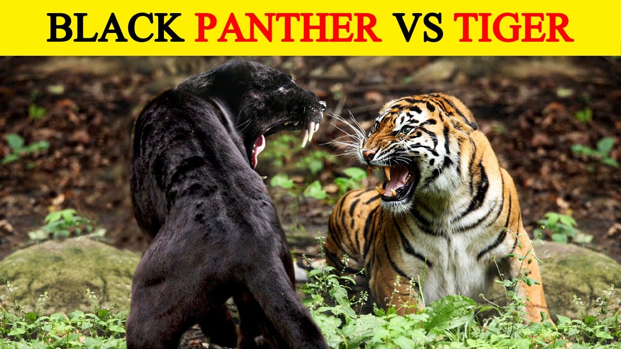 Tiger vs Black Panther, कौन किस पर पड़ेगा भारी? | Tiger vs Black Panther who will win?