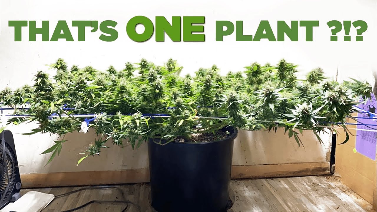 Grow Homies(Growmie) Stories - GIANT scrog, Massive Canopy &ndash; Almost a pound from 1 Plant