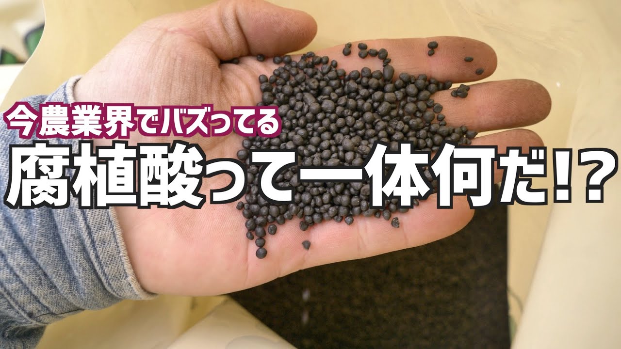 【根張りがヤバい!!】腐植酸てよく聞くけどそんなに良いのか!?土壌改良、根張り、団粒構造形成など徹底解説