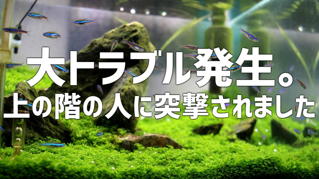 【騒然】騒音が酷い上階の住人が自宅に突撃しにくる&hellip;#779【アクアリウム】