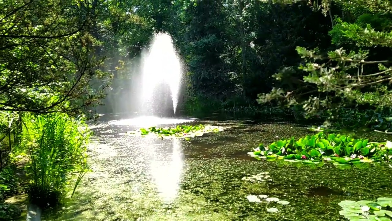 Froschkonzert 🐸 (Teil 2) - Teich an der Spreewaldsch&auml;nke Leipzig / Markkleeberg