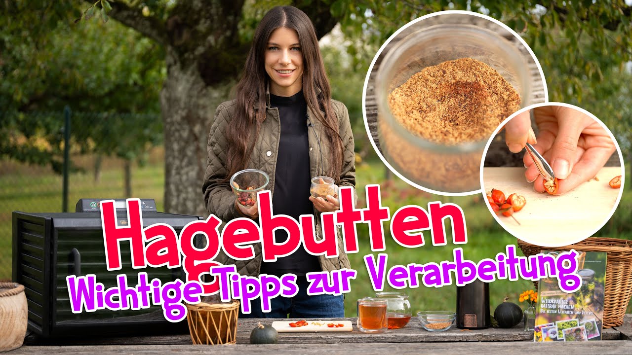 Hagebutten - wichtige Tipps zur Verarbeitung 🌹Hagebuttenpulver herstellen #hagebutten #rose #garten