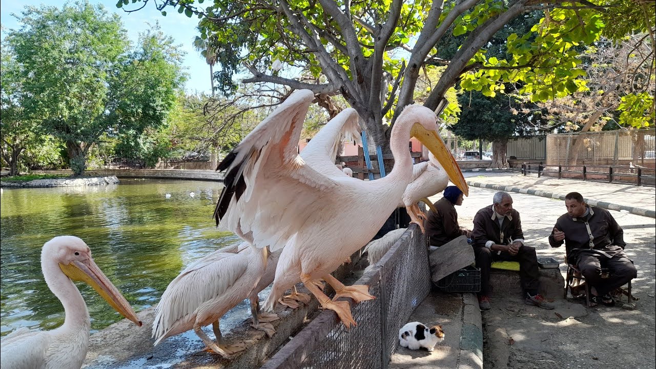 Egypt 🇪🇬 Alexandria Zoo Зоопарк Александрии حديقة الحيوان بالإسكندرية