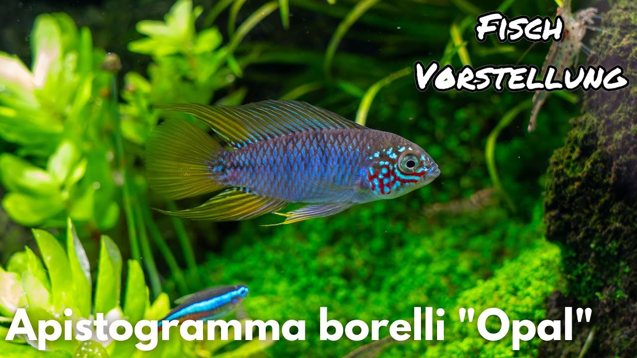 Apistogramma borelli 