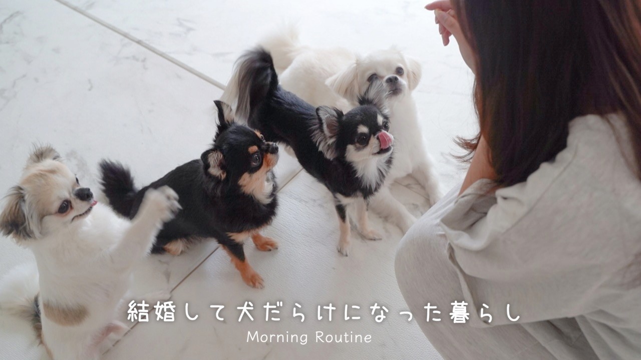 結婚して犬だらけになった20代女のモーニングルーティン｜多頭飼いの朝の過ごし方🐶