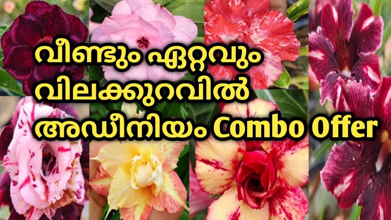 സാധാരണകാർക്ക് വാങ്ങാൻ പറ്റിയ വിലക്ക് Healthy Hybrid Multipetal Adenium Plants. സൂപ്പർ Combo Offer