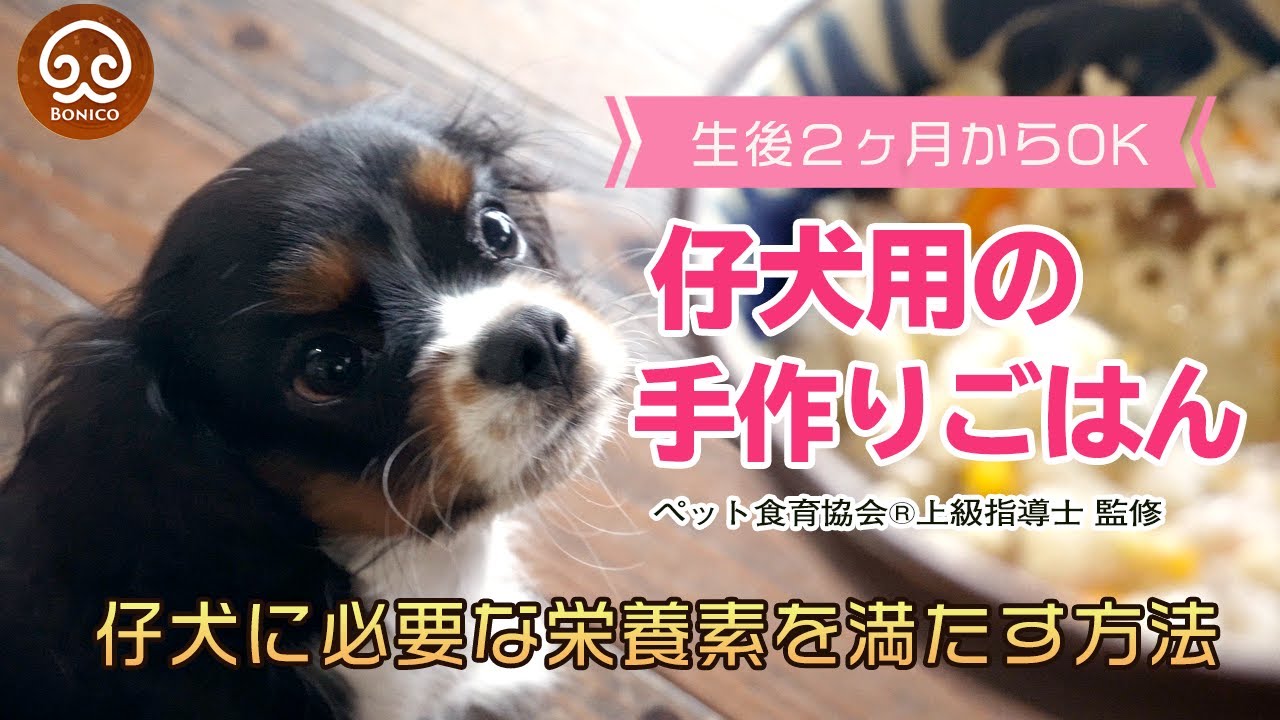 子犬に手作り食を与える時の３つのポイント【犬の手作りご飯】