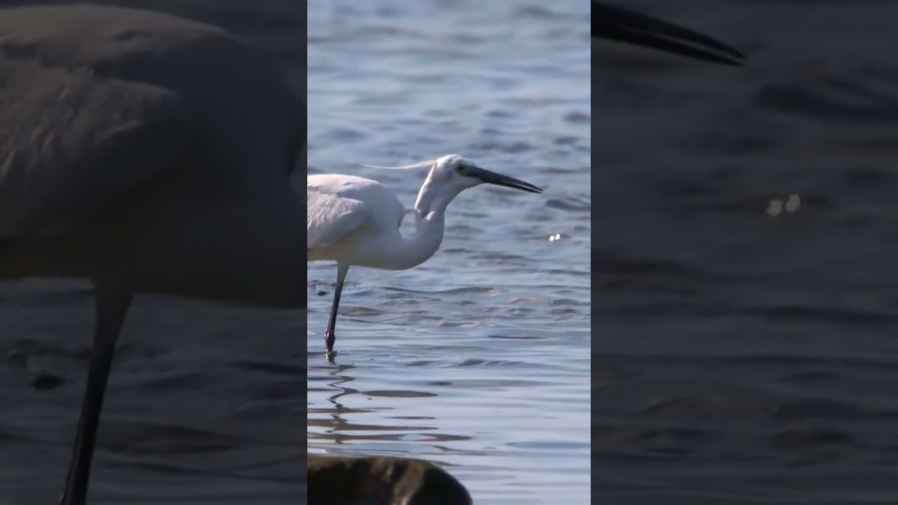 Little Egret Visit Varberg #shorts #littleegret #nature