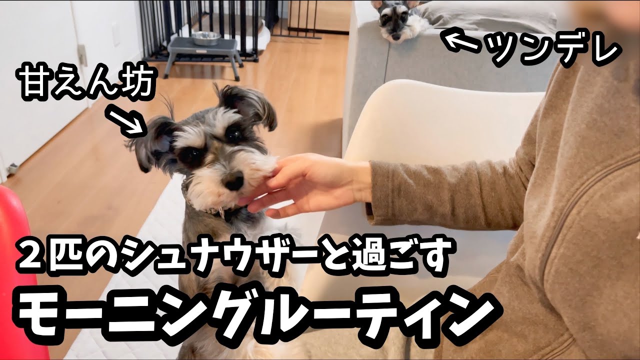 ミニシュナに沼る理由がコレ！｜甘えん坊とツンデレのモーニングルーティン