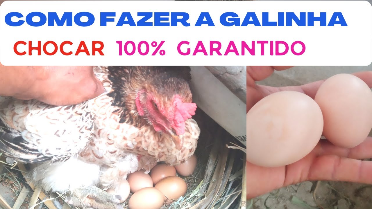 Como fazer a GALINHA CHOCAR + RÁPIDO  truk 100% SEGURO