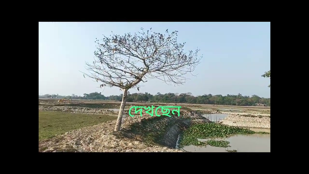 অনেক মাছ ছিল এই বিলে #shortsvideo 