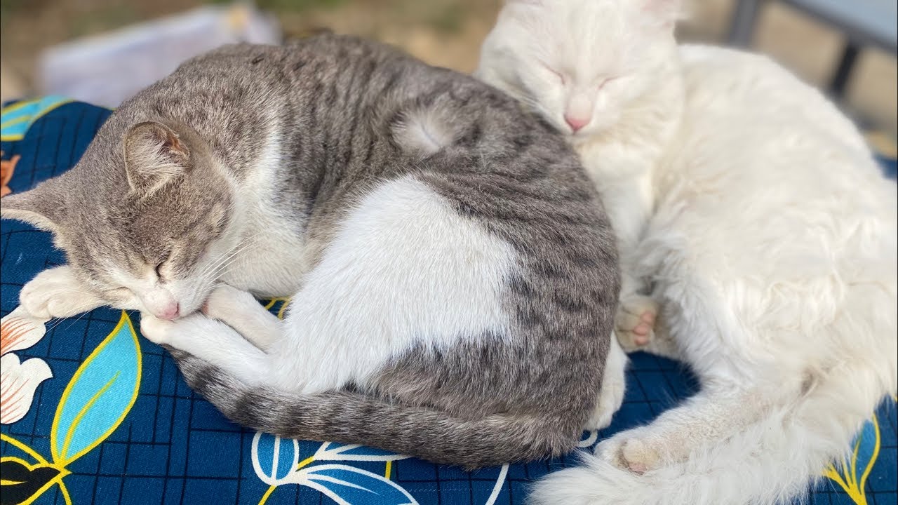Cute White Cats Funny Fighting 😹 | Adorable Cat Live Video | Must Watch!⸻