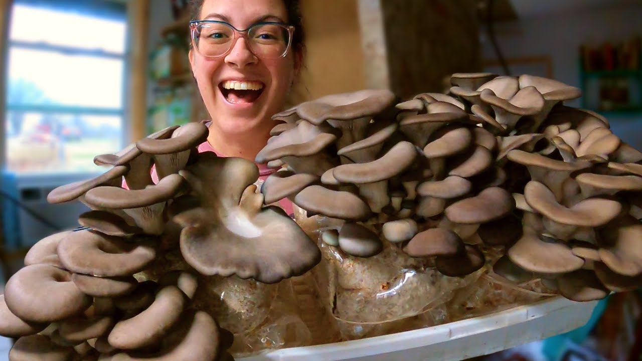 Harvesting and Preserving Home-Grown Oyster Mushrooms!