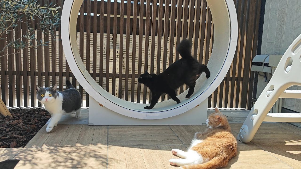 中庭に巨大キャットホイールを置くと驚いた猫がこうなりました