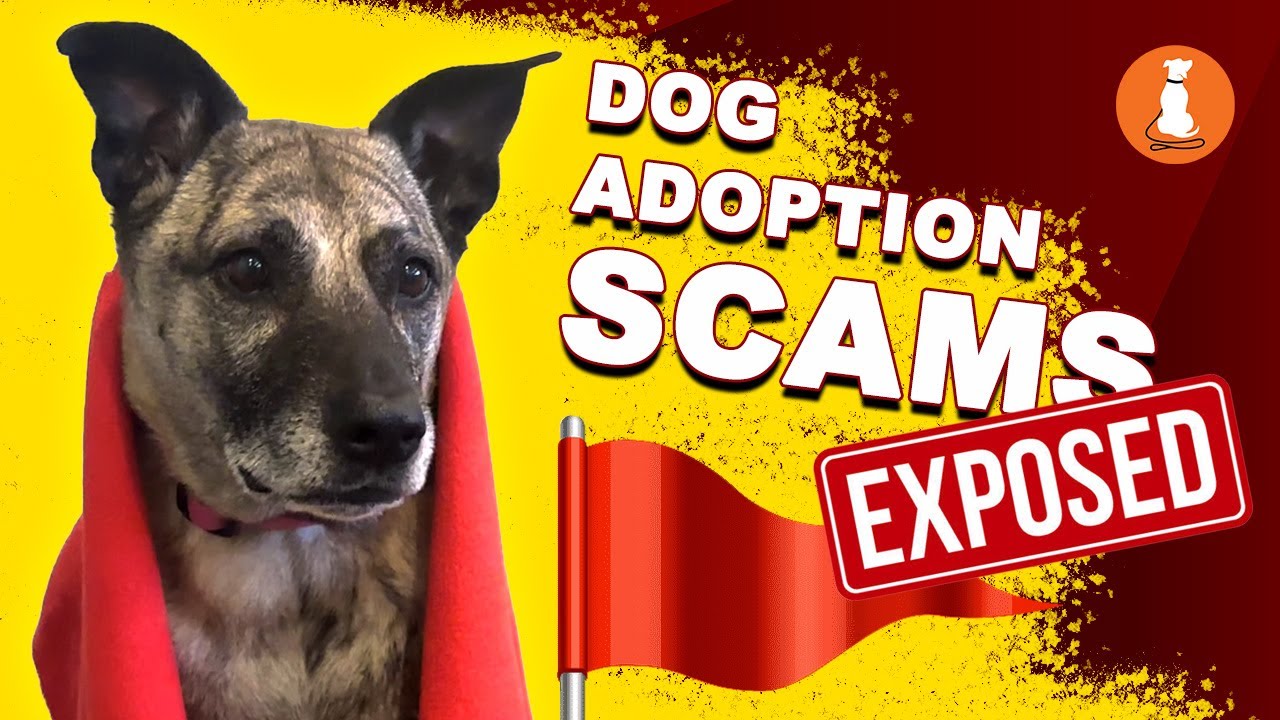 Avoid Heartbreak! 8 Red Flags That Could Ruin Your Dog Adoption!