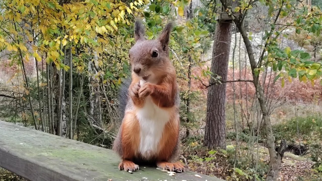 Red Squirrel and Some Birds 