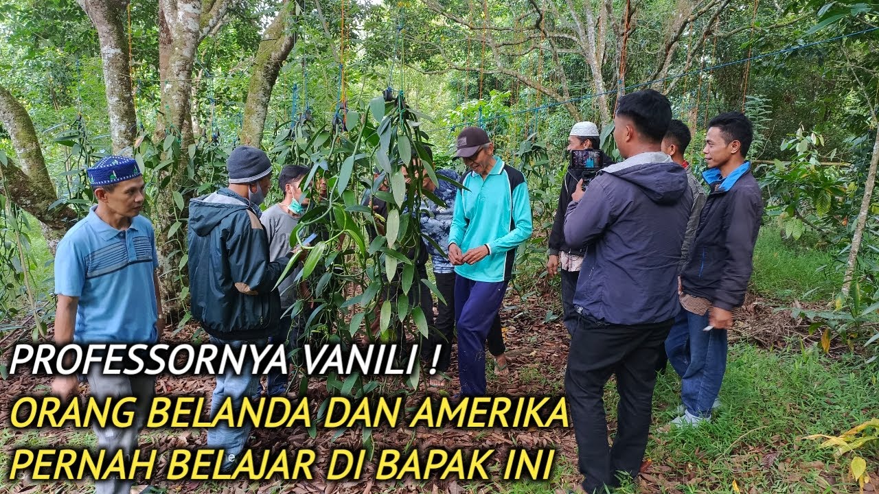 ISINYA ILMU SEMUA, RAHASIA SUKSES BUDIDAYA VANILI YANG DITANAM DI BAWAH POHON CENGKEH❗AGROYAMA