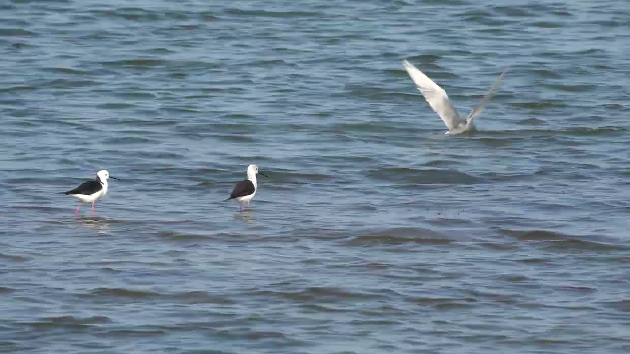 Black winged stilt 