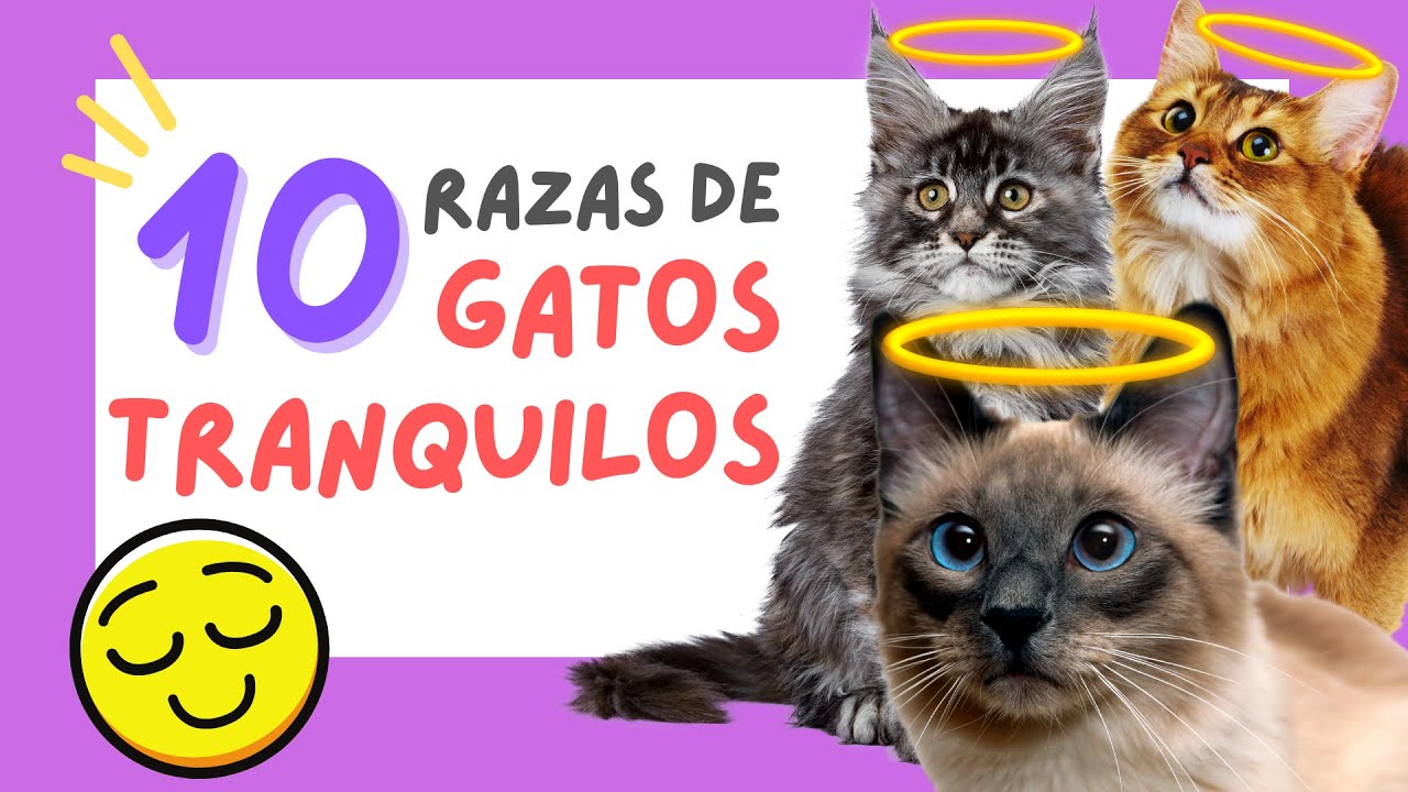 😻 Las RAZAS de GATOS Más TRANQUILOS que existen 😍