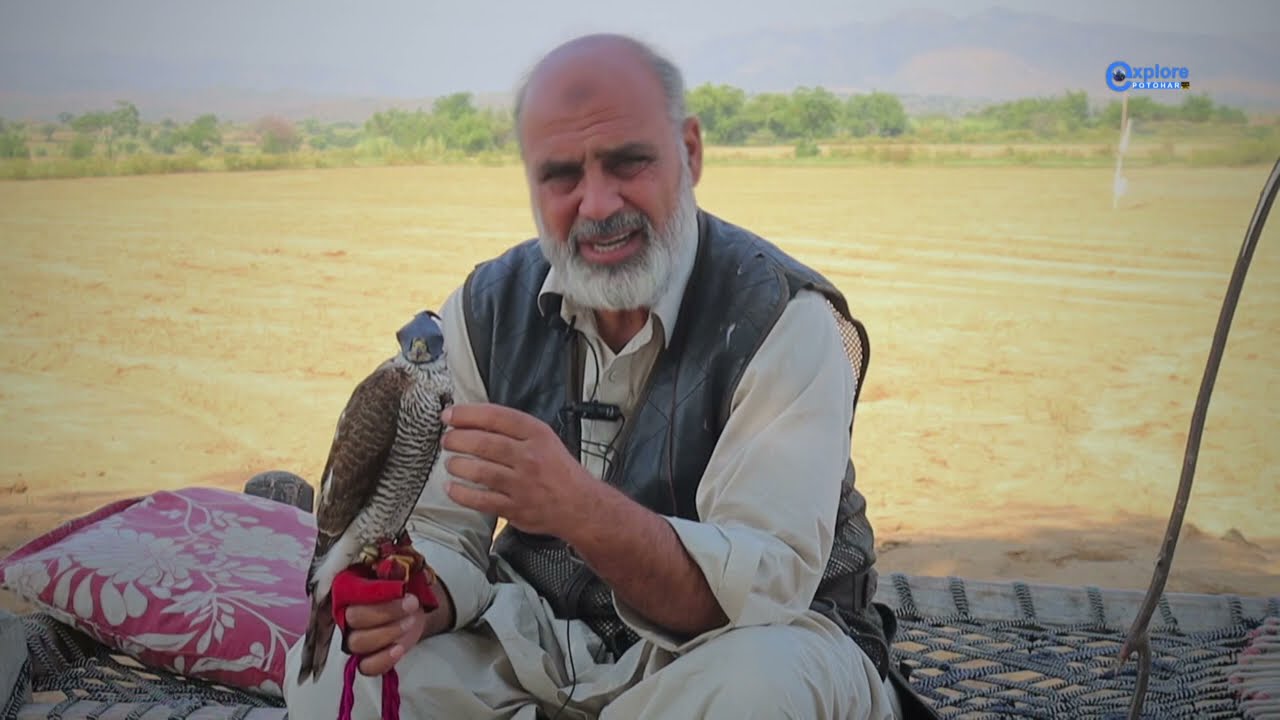 Hunting With Hawks | Sparrow hawk Expert | Introduction of Hawking and Falconry