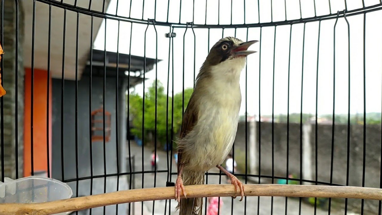 DENGARKAN SUARANYA! BURUNG SEBAGUS INI TAPI TIDAK TERKENAL