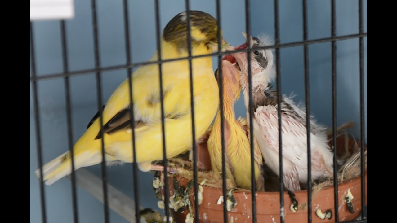 Уголок границы — Часть 16 — Отлучение цыплят от груди