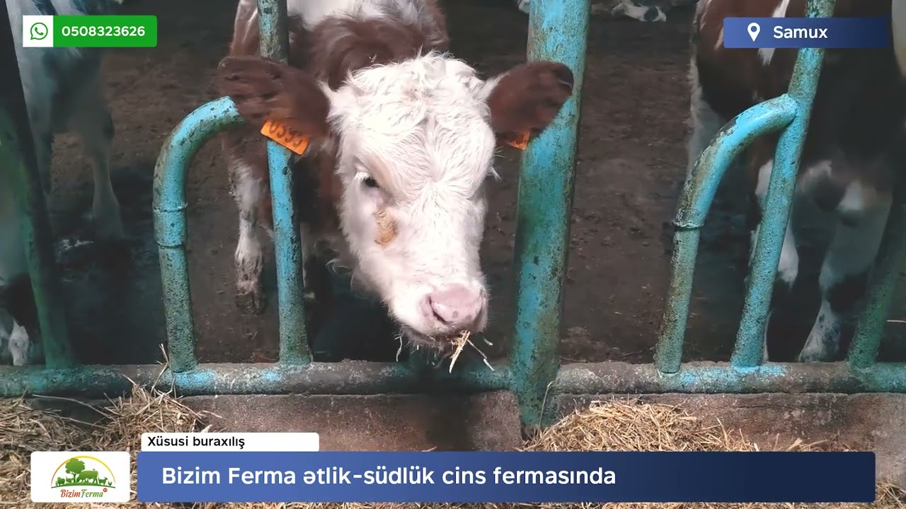Bizim Ferma Samuxda (Xüsusi buraxılış)