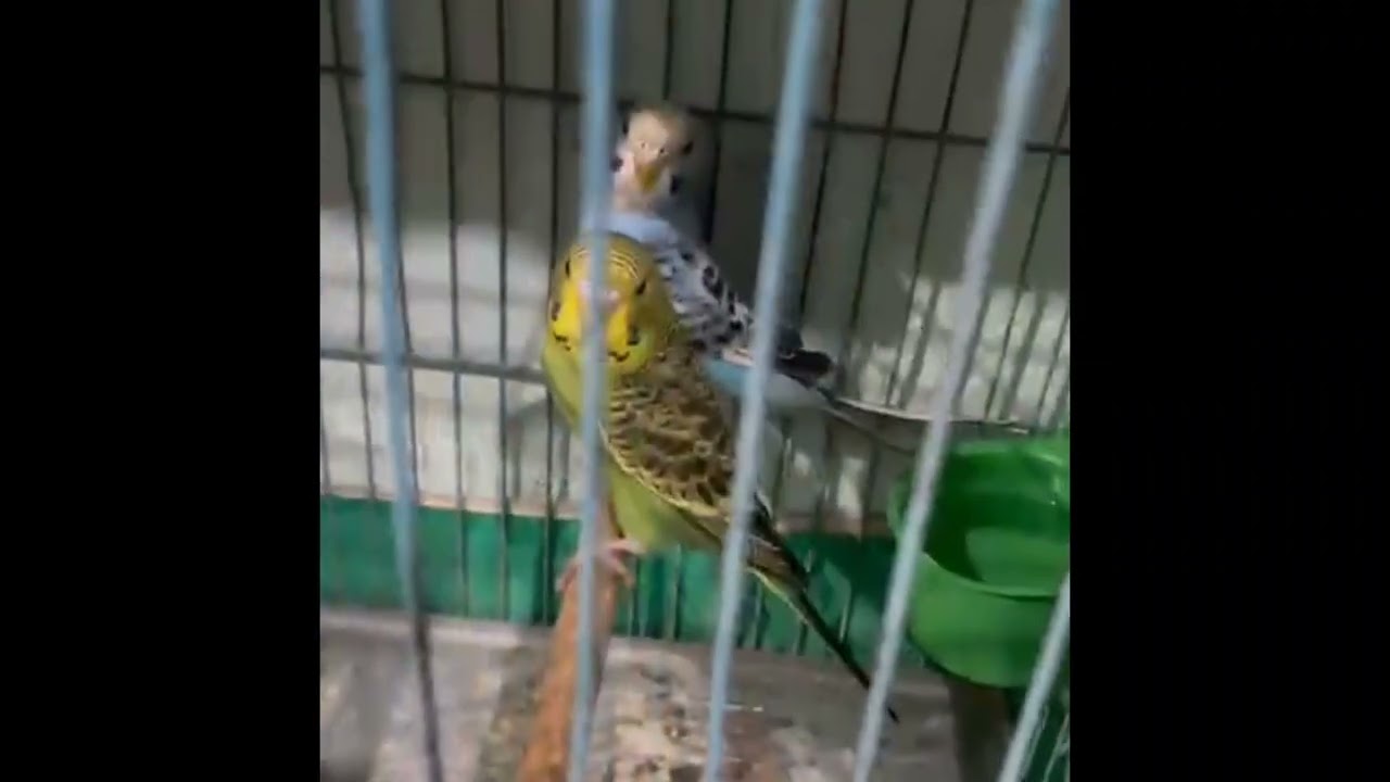 Periquitos australianos, bem-te-vi, agapornis, calopsitas e canários #birds #pets #aves