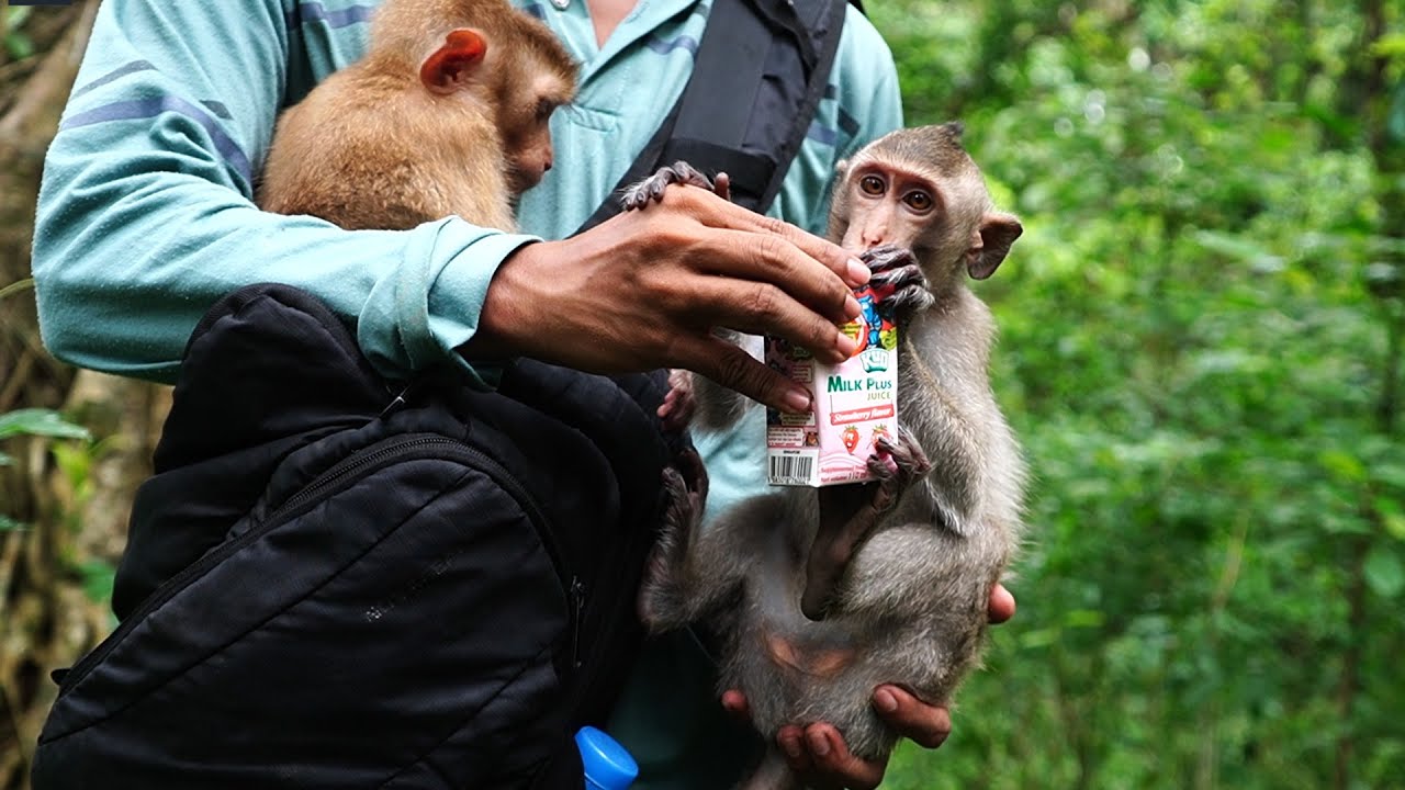 Give milk to monkey Dawn drink the fast Coz hungry & Niko waiting milk after Dawn
