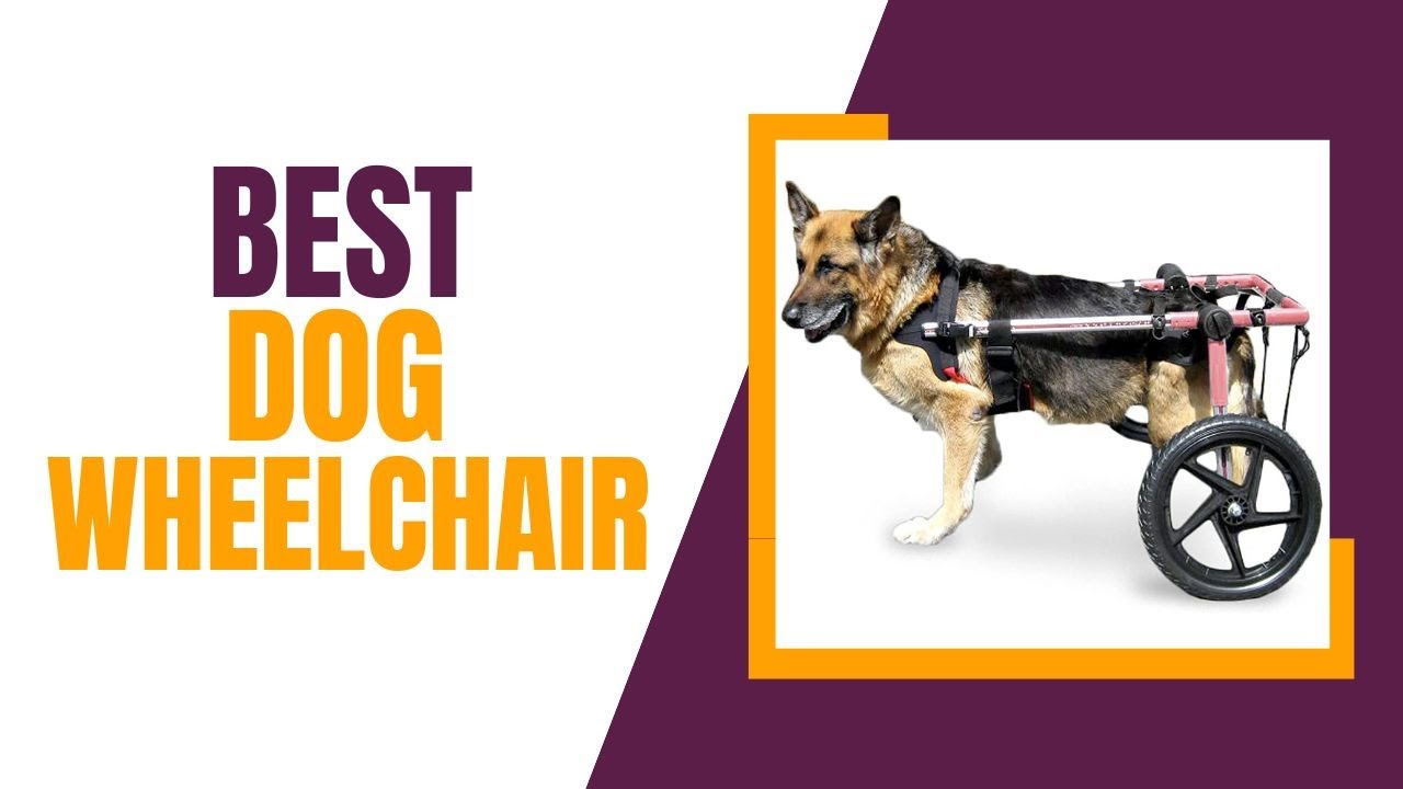 10 Best Dog Wheelchairs in 2023 | TOP 10 Review Zone