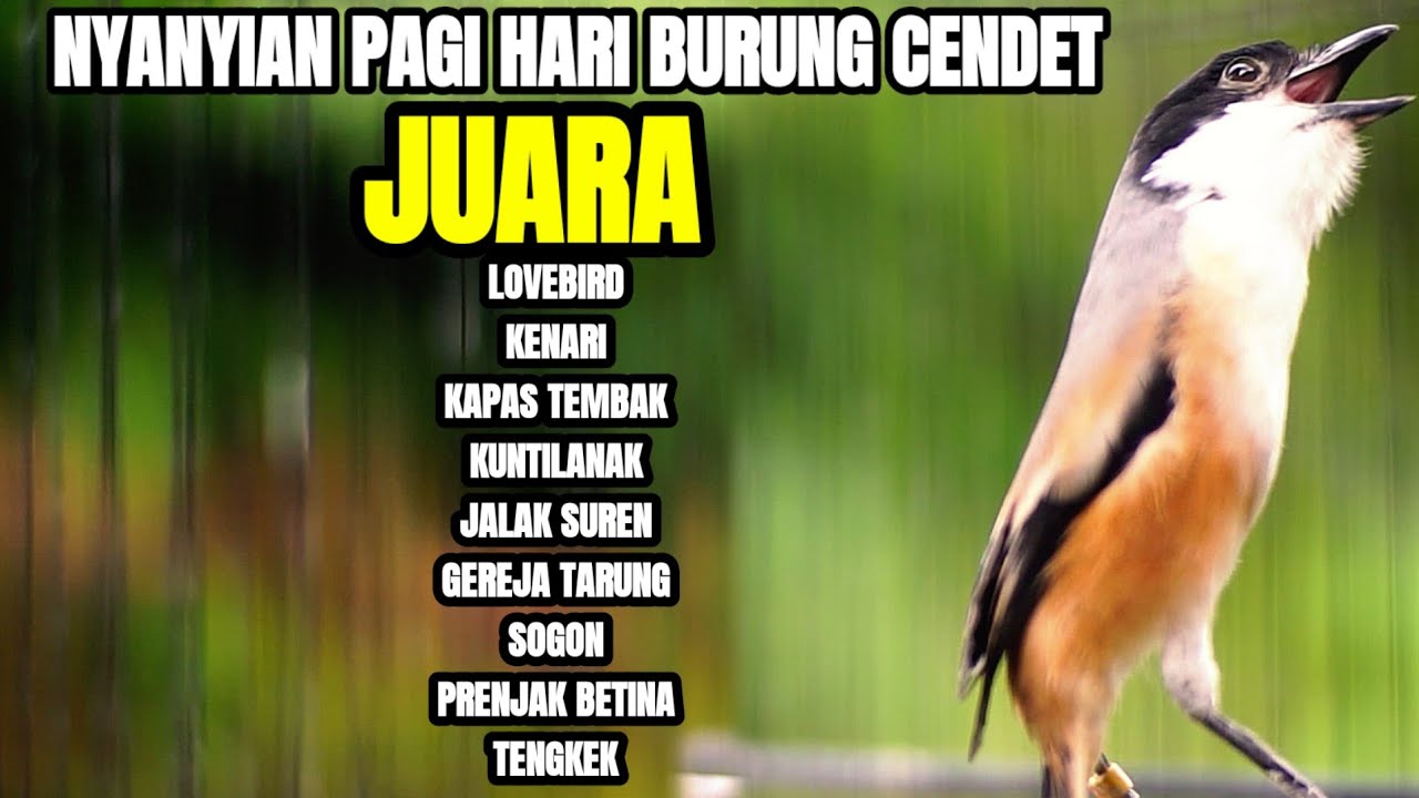 MASTERAN CENDET  GACOR FULL TEMBAKAN MEWAH AMPUH MEMANCING BUNYI
